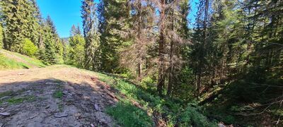 Zielony szlak na wysokości ok. 880 m n.p.m.