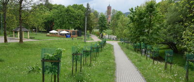 Ustrzyki Dolne, Park Pod Dębami ↔ Ustrzyki Dolne, ul. Nadgórna