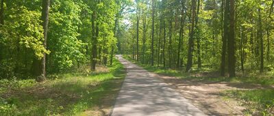 Rozejście szlaków ↔ Wiewiórka