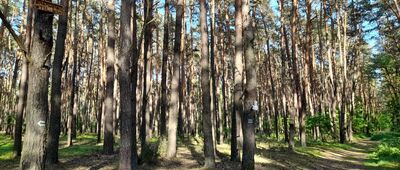 Las Rudki [W lesie Rudki.]