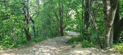 Niebieski szlak na wysokości 775 m n.p.m.