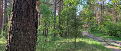 Murzynowo ↔ Stare Polichno