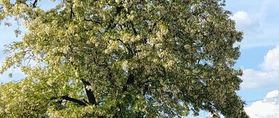 Łuszczów Pierwszy ↔ Spiczyn [Spiczyn]