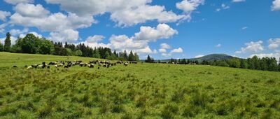 Pod Zbójecką Górą [pod Zbójecką Górą]