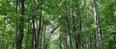 Las Kabacki ↔ Las Kabacki