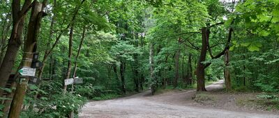 Las Kabacki, Trakt Leśny