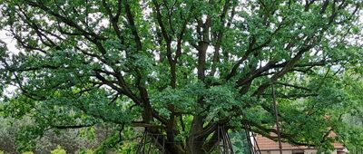 Powsin, Polana Widokowa ↔ Powsin, klubokawiarnia [Dąb Hetman]