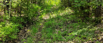 Furmanów ↔ Skrzyżowanie szlaków czerwony / czarny