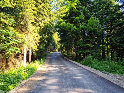 Początek zielonego szlaku z Wyrębiska na Mogielicę