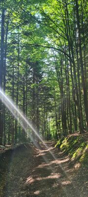 Las wzdłuż zielonego szlaku pod Przehybą