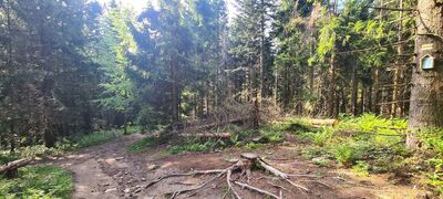 Rozejście szlaków zielony i żółty pod Mogielicą