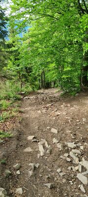 Zejście niebiesko-żółtym szlakiem z Mogielicy w kierunku Polany Stumorgowej