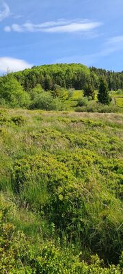 Widok na Mogielicę spod Polany Stumorgowej