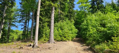 Las na wysokości ok. 950 m n.p.m przy czerwonej ścieżce dydaktycznej