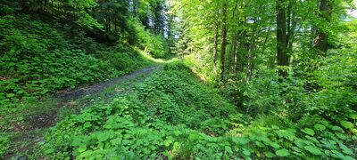 Ścieżka dydaktyczna pod Mogielicą