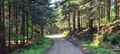 Ścieżka dydaktyczna pod Mogielicą