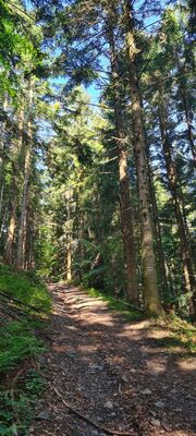 Las na wysokości ok. 820 m n.p.m. przy czerwonym szlaku na Gorc