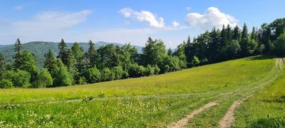 Widok z czerwonego szlaku na Gorc na wysokości ok. 950 m n.p.m. w kierunku Modynia