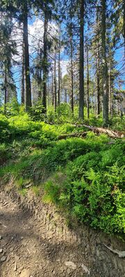 Las przy niebiesko-czerwonym szlaku pod Gorcem na wysokości ok. 1180 m n.p.m.