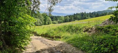 Pastwisko przy Podlelonkiem wzdłuż czerwonego szlaku na Gorc na wysokości ok. 780 m n.p.m.