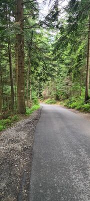 Jezdnia łącząca Wierch Młynne z Zasadne (czerwony szlak)