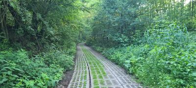 Początek lasu przy czerwonym szlaku na Przełęcz pod Czuplem
