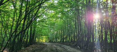 Las wzdłuż czerwonego szlaku na wysokości ok. 520 m n.p.m.