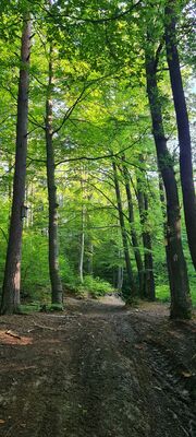 Czerwony szlak na wysokości Kamieniołomu Łodygowice