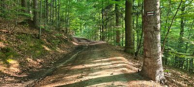 Czerwony szlak na wysokości ok. 580 m n.p.m.