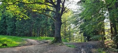 Dąb na czerwonym szlaku