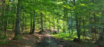 Las przy czerwonym szlaku na wysokości 650 m n.p.m.