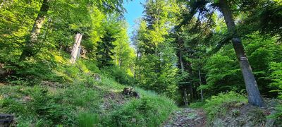 Las przy czerwonym szlaku na wysokości 730 m n.p.m.