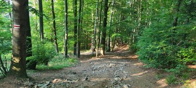 Najbardziej strome podejście na czerwonym szlaku na Przełącz pod Czuplem