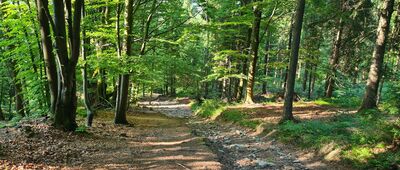 Przełęcz pod Czuplem [Najbardziej strome podejście na czerwonym szlaku na Przełącz pod Czuplem]