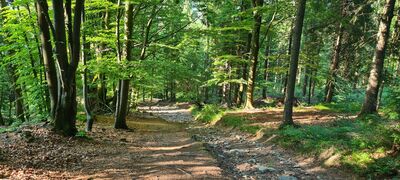 Najbardziej strome podejście na czerwonym szlaku na Przełącz pod Czuplem