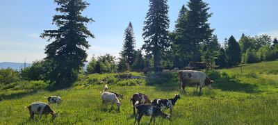 Pastwisko na ruinach stacji turystycznej Roberta Urbanke