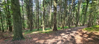 Las wzdłuż szlaku czerwono-czarnego na wysokości ok. 790 m n.p.m.