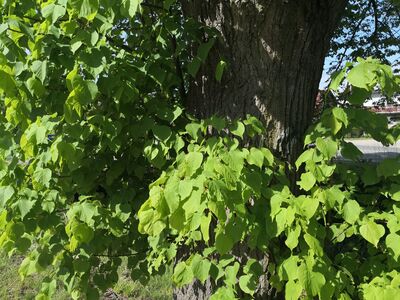 Zmiana przebiegu - Młyńska, oznakowanie skrętu #WNSz