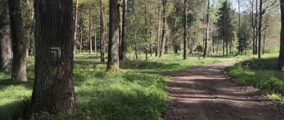 Tworóg Mały ↔ Sierakowice [Skręt Szlaku Stulecia z Granicznej na Sierakowice]