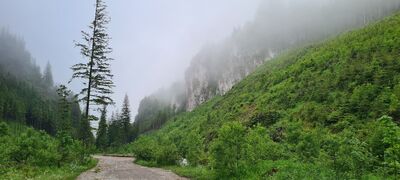 Dolina Chochołowska na wysokości Dziury nad Potokiem w porannych mgłach