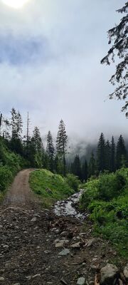 Widok w dół na wysokości ok. 1200 m n.p.m. z żółtego szlaku z Polany Chochołowskiej