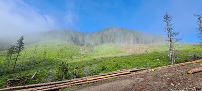 Widok na las wokół Upalone z żółtego szlaku na wysokości ok. 1300 m n.p.m.