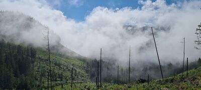 Widok w kierunku jeszcze zamglonej Polany Chochołowskiej z żółto-niebieskiego szlaku na wysokości ok. 1350 m n.p.m.