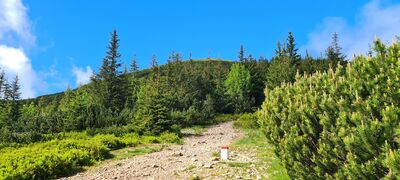 Widok na Grzesia 1653 m n.p.m z żółto-niebieskiego szlaku w okolicach Czoła