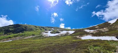 Wołowiec z zielonego szlaku w Wyżni Doliny Chochołowskiej