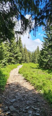 Zielony szlak Wyżni Doliny Chochołowskiej na wysokości ok. 1400 m n.p.m.