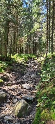 Zielony szlak Wyżni Doliny Chochołowskiej na wysokości ok. 1350 m n.p.m.