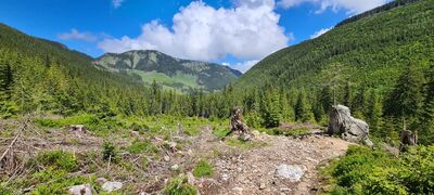Zniszczony las wzdłuż zielonego szlaku Zielony szlak Wyżni Doliny Chochołowskiej na wysokości ok. 1250 m n.p.m.
