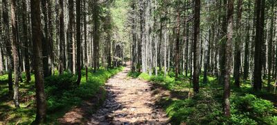 Zielony szlak Doliny Chochołowskiej na wysokości ok. 1200 m n.p.m.
