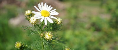 Krzczonów ↔ Rozejście szlaków